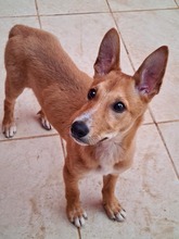 COPPI, Hund, Podenco-Mix in Spanien - Bild 2