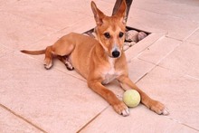 COPPI, Hund, Podenco-Mix in Spanien - Bild 3