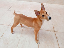COPPI, Hund, Podenco-Mix in Spanien - Bild 4