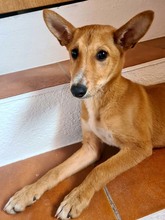 COPPI, Hund, Podenco-Mix in Spanien - Bild 5