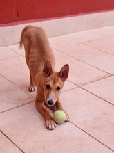 COPPI, Hund, Podenco-Mix in Spanien - Bild 6