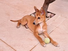 COPPI, Hund, Podenco-Mix in Spanien - Bild 7