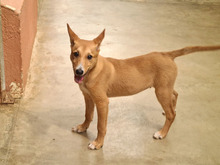 COPPI, Hund, Podenco-Mix in Spanien - Bild 8