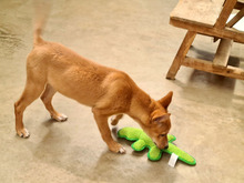 COPPI, Hund, Podenco-Mix in Spanien - Bild 9