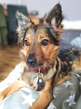 FREYA, Hund, Mischlingshund in Stade - Bild 1