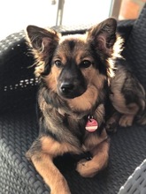 FREYA, Hund, Mischlingshund in Stade - Bild 2