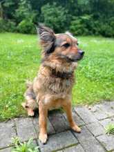 FREYA, Hund, Mischlingshund in Stade - Bild 3