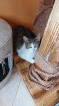 SHANO, Katze, Europäisch Kurzhaar in Bulgarien - Bild 1