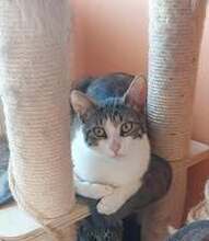 SHANO, Katze, Europäisch Kurzhaar in Bulgarien - Bild 2