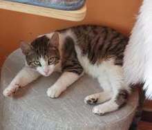 SHANO, Katze, Europäisch Kurzhaar in Bulgarien - Bild 3
