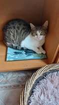 SHANO, Katze, Europäisch Kurzhaar in Bulgarien - Bild 4