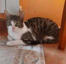 SHANO, Katze, Europäisch Kurzhaar in Bulgarien - Bild 5