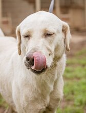 ALOM, Hund, Mischlingshund in Ungarn - Bild 1