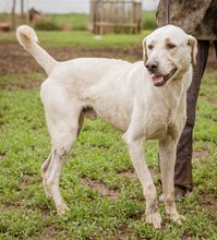 ALOM, Hund, Mischlingshund in Ungarn - Bild 2