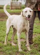 ALOM, Hund, Mischlingshund in Ungarn - Bild 3