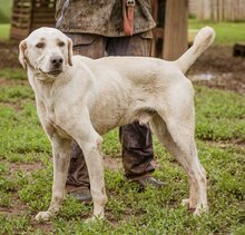 ALOM, Hund, Mischlingshund in Ungarn - Bild 4