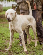ALOM, Hund, Mischlingshund in Ungarn - Bild 5