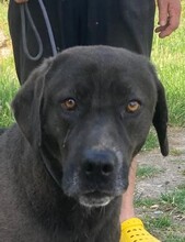 GIONA, Hund, Cane Corso-Mix in Italien - Bild 1