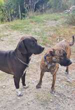 GIONA, Hund, Cane Corso-Mix in Italien - Bild 2