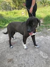 GIONA, Hund, Cane Corso-Mix in Italien - Bild 5