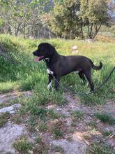 GIONA, Hund, Cane Corso-Mix in Italien - Bild 6