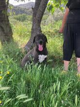 GIONA, Hund, Cane Corso-Mix in Italien - Bild 7