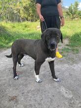 GIONA, Hund, Cane Corso-Mix in Italien - Bild 8