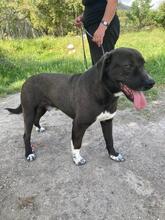 GIONA, Hund, Cane Corso-Mix in Italien - Bild 9