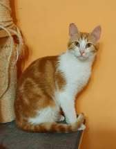 SHAMI, Katze, Europäisch Kurzhaar in Bulgarien - Bild 1