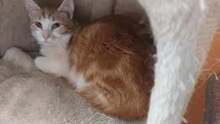 SHAMI, Katze, Europäisch Kurzhaar in Bulgarien - Bild 2
