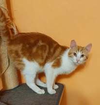 SHAMI, Katze, Europäisch Kurzhaar in Bulgarien - Bild 6