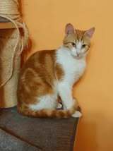 SHAMI, Katze, Europäisch Kurzhaar in Bulgarien - Bild 7