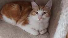 SHAMI, Katze, Europäisch Kurzhaar in Bulgarien - Bild 8