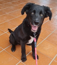 ANNA, Hund, Mischlingshund in Krauschwitz