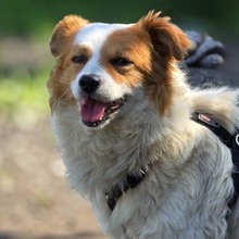 CECIL, Hund, Mischlingshund in Riedbach - Bild 1