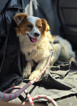 CECIL, Hund, Mischlingshund in Riedbach - Bild 10
