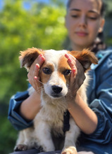 CECIL, Hund, Mischlingshund in Riedbach - Bild 11