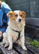CECIL, Hund, Mischlingshund in Riedbach - Bild 12