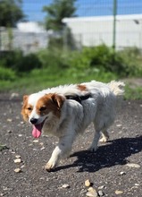 CECIL, Hund, Mischlingshund in Riedbach - Bild 4