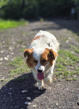 CECIL, Hund, Mischlingshund in Riedbach - Bild 5