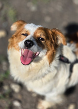 CECIL, Hund, Mischlingshund in Riedbach - Bild 6