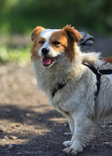CECIL, Hund, Mischlingshund in Riedbach - Bild 7