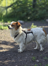 CECIL, Hund, Mischlingshund in Riedbach - Bild 8