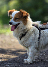 CECIL, Hund, Mischlingshund in Riedbach - Bild 9