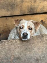 MAJA, Hund, Mischlingshund in Rumänien - Bild 1