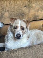 MAJA, Hund, Mischlingshund in Rumänien - Bild 2