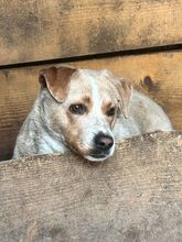 MAJA, Hund, Mischlingshund in Rumänien - Bild 3