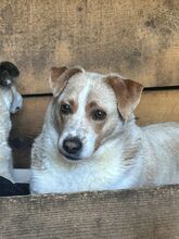 MAJA, Hund, Mischlingshund in Rumänien - Bild 4