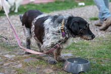 LADY, Hund, Mischlingshund in Grethem - Bild 2