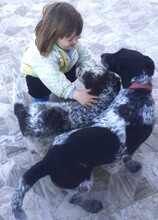 LADY, Hund, Mischlingshund in Grethem - Bild 3
